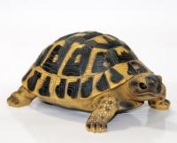 Черепашка 17*11,7*7,7см BJ142115V
