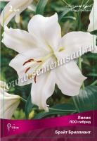 Лилия ЛОО-Гибрид Брайт Бриллиант (12/14) 2 шт