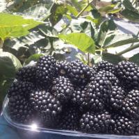 Ежевика Виктория