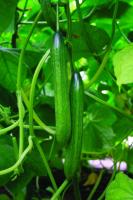 Огурец Вивальди F1