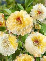 Георгина декоративная Дабл Джилл (I) 1 шт