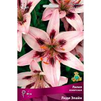 Лилия Азиатская Леди Элайн (14/16) 2 шт