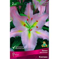 Лилия Восточная Кзотико (14/16) 2 шт