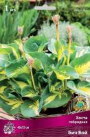 Хоста гибридная Бич Бой (I) 1 шт 