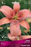 Лилия Азиатская Морфо Пинк (14/16) 2шт