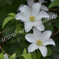 Клематис Халдаин