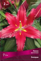 Лилия Восточная Бакарди (14/16) 2 шт