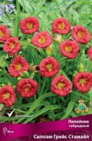 Лилейник гибридный Силоам Грейс Стамайл  (I) 1 шт