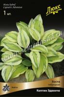 Хоста гибридная Кэптинз Эдвенчер (I) 1 шт