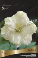 Нарцисс с Расщеплённой коронкой Колбланк (12/14) 5шт.