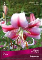 Лилия ОТ-Гибрид Анастасия (12/14) 3 шт
