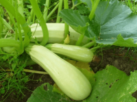 Кабачок Грибовские 37 10г