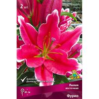 Лилия Восточная Фурио (14/16) 2 шт 