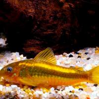 Рыба Коридорас золотистый