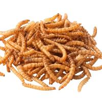 Насекомое Мучной червь (фас 100гр)
