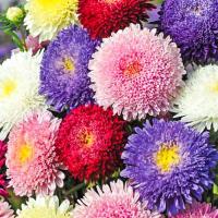 Астра Принцесса смесь окрасок 0,2г