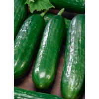 Гавриш Фермерская Огурец Месье Оливье F1 100шт 