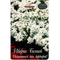 Иберис Белый Снежный ковер 20*1 