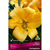 Лилия ОТ-Гибрид Салтарелло (14/16) 2 шт