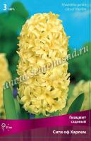 Гиацинт Садовый Сити ов Харлем (14/15) 3шт.