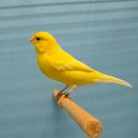 Птица Кенар стандарт мальчик