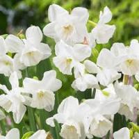 Нарцисс Триандрусовый Элвин'с Войс (5шт, 12/14) 845268