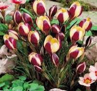 Крокус ботанический Геральд (10шт, 5/+)