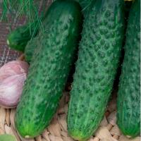 Гавриш Фермерская Огурец Али Баба F1 100 шт
