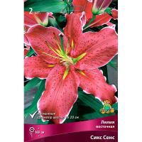Лилия Восточная Сикс Сенс (14/16) 2 шт
