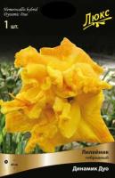 Лилейник гибридный Динамик Дуо (I) 1 шт