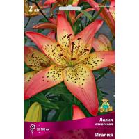 Лилия Азиатская Италия (14/16) 2шт.