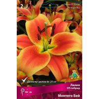 Лилия ОТ-Гибрид Монтего-Бей (14/16) 2 шт 742795