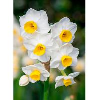Нарцисс Тацеттовидный Минноу ( 5шт, 12/14) 833076