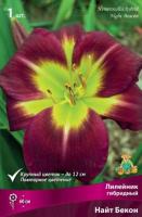 Лилейник гибридный Найт Бекон (I) 1 шт