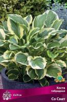 Хоста гибридная Со Свит (I) 1 шт