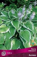 Хоста гибридная Антиох (I) 1 шт 