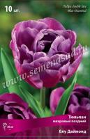 Тюльпан Махровый поздний Блу Даймонд (11/12) 10 шт