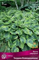 Хоста гибридная Токудама Флавоцирциналис (I) 1 шт