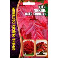 Клён Гиннала 20шт