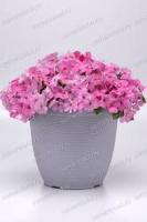 Бальзамин Бикон Лайт Пинк 7шт