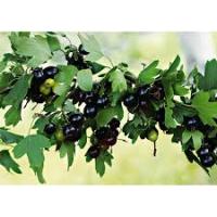 Саженцы Смородина золотистая Валентина