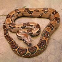 Змея Удав императорский Boa constrictor imperator VPI