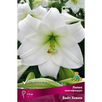 Лилия Лонгифлорум Вайт Хевен (14/16) 2 шт 