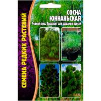 Сосна Юннаньская 25шт