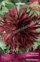 Георгина полукактусовая Блэк Нарцисс (I) 1 шт