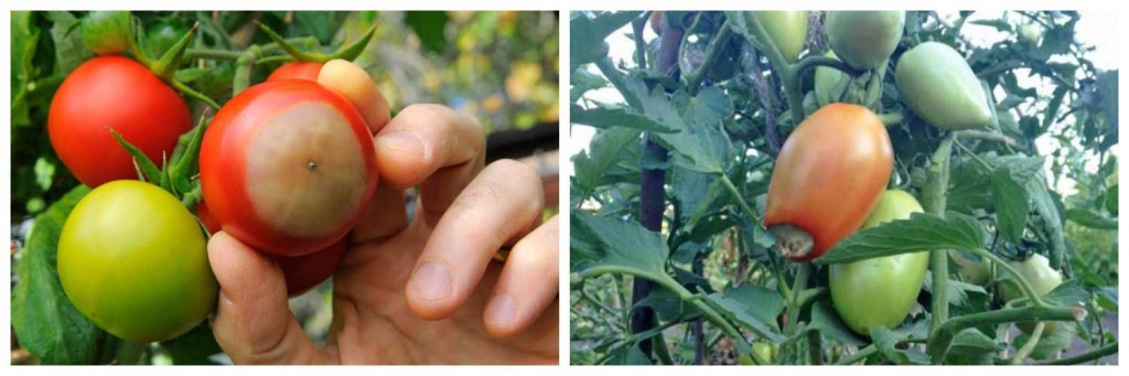 гниль.jpg гниль.jpg