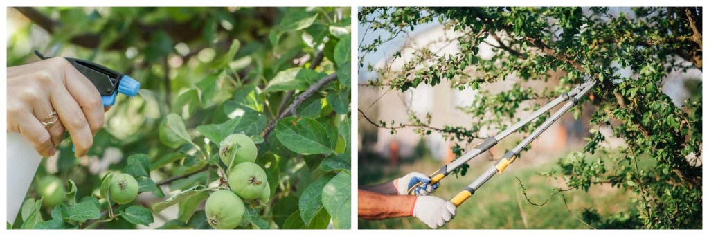 лечение-деревьев.jpg лечение-деревьев.jpg