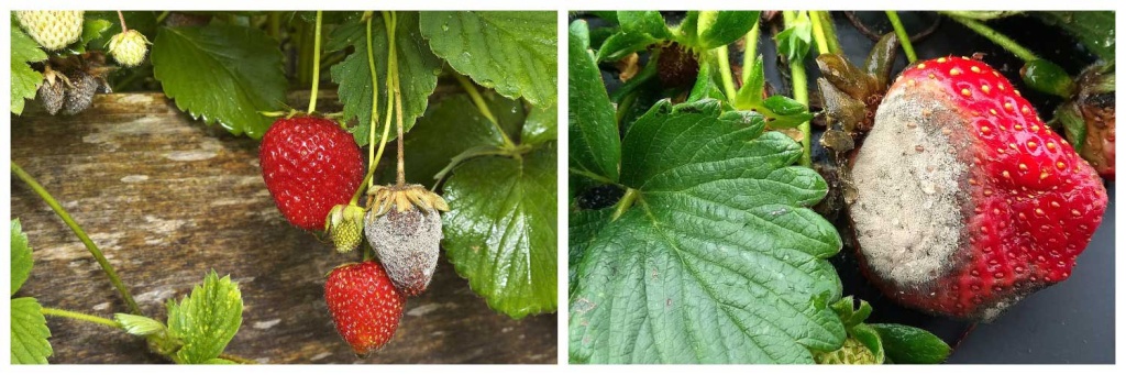 гниль.jpg гниль.jpg