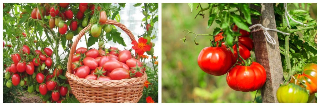 томаты-3.jpg томаты-3.jpg