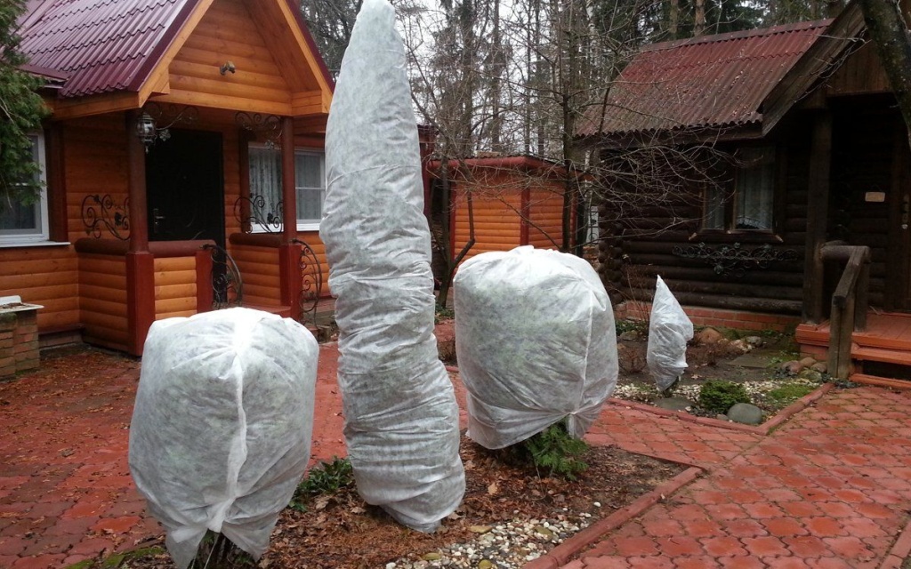 сад в ноябре сад в ноябре